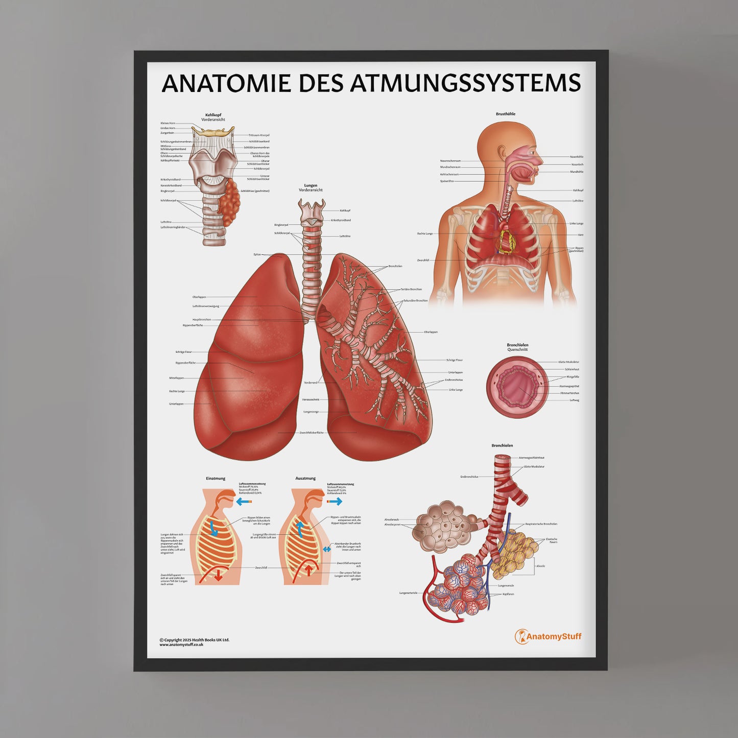 Anatomie des Atmungssystems Chart / Poster - German