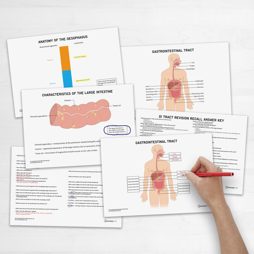 GI Tract Anatomy Revision Guide Concept Maps Labelled Guide