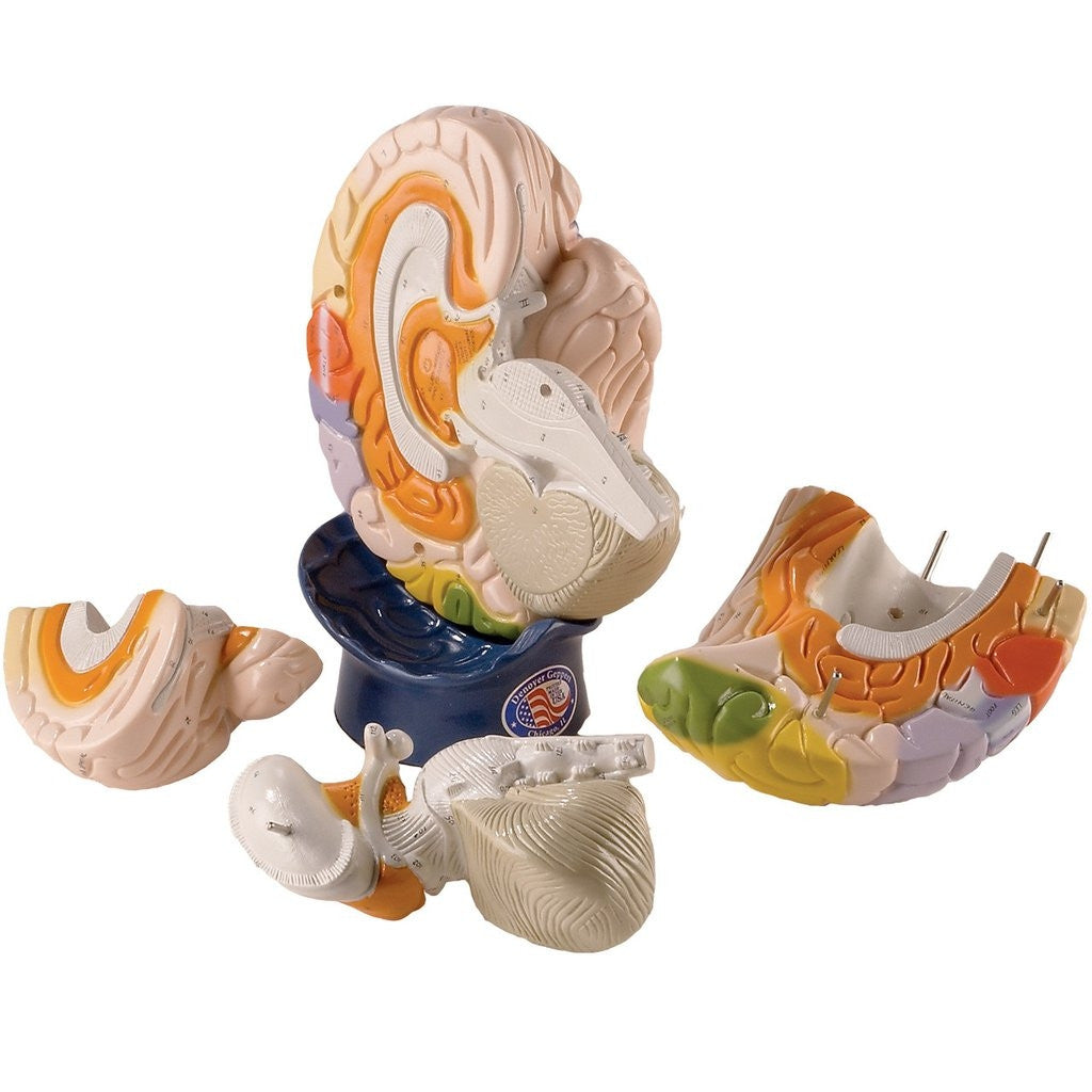 Giant Functional Center Brain Model (2 times life size, 4 part)