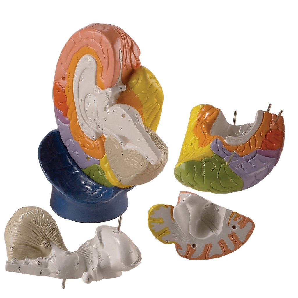 Giant Regional Brain Model (2 times life size, 4 part)