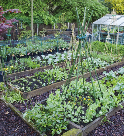 <strong>Grow your own vegetables</strong>