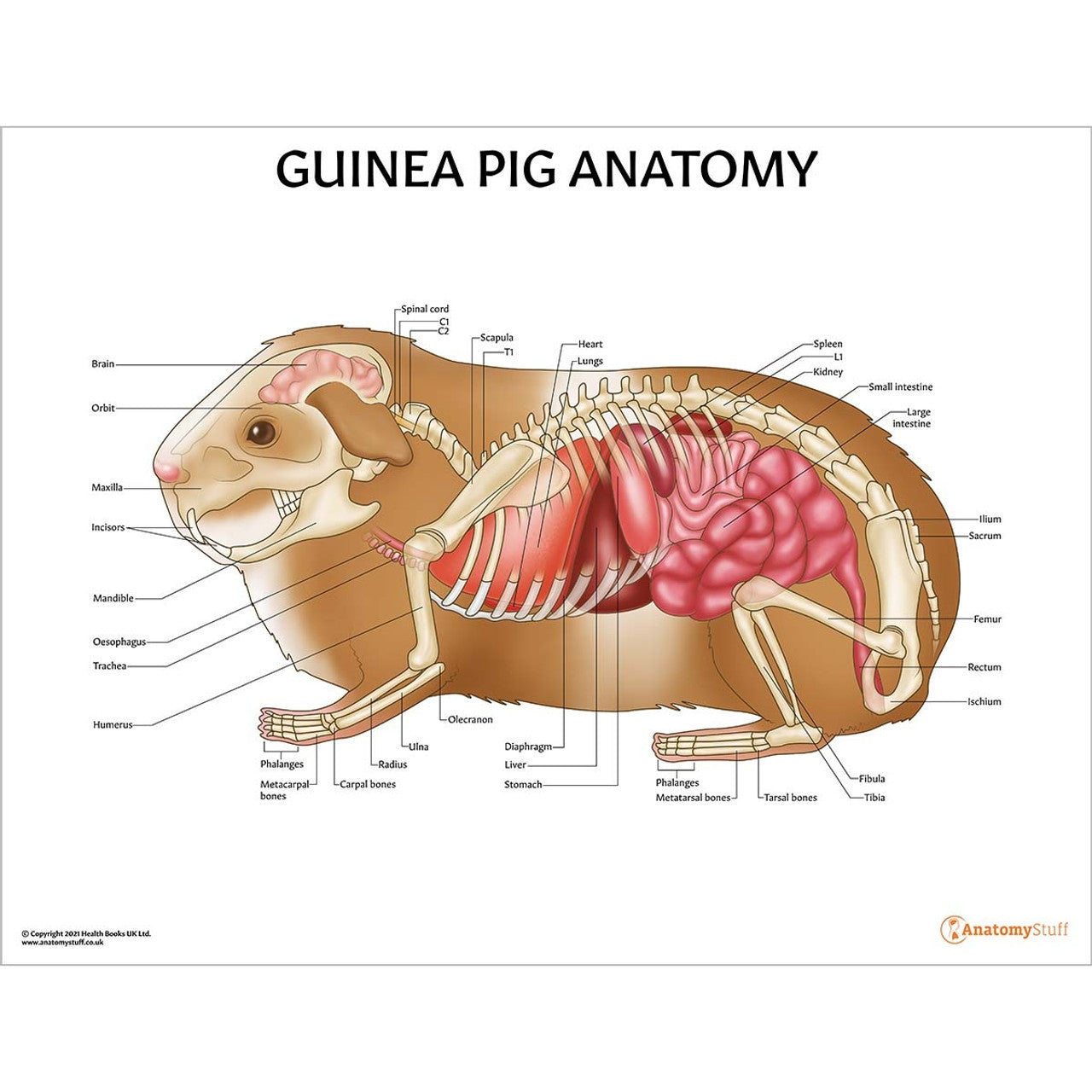 Small Mammal Anatomy 5 Chart Collection