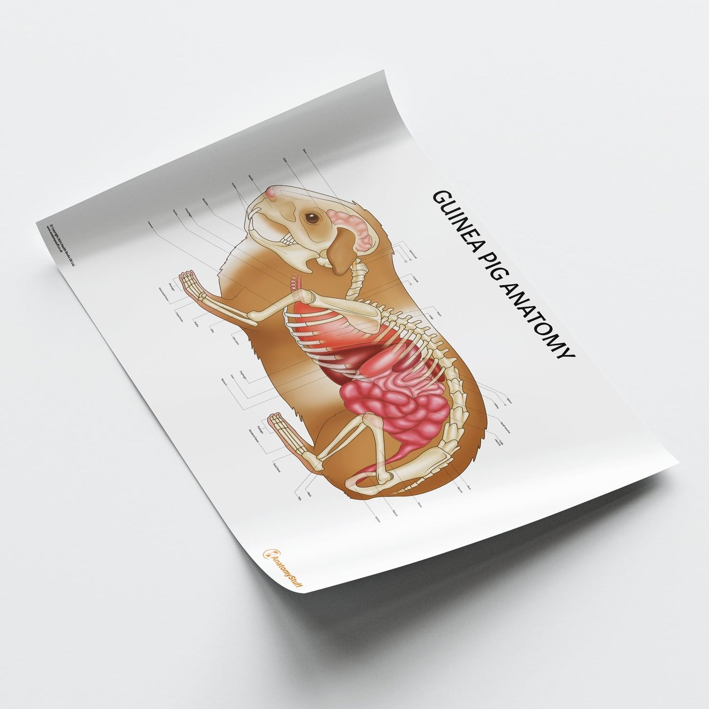 Guinea Pig Anatomy Chart / Poster - Part of Collection