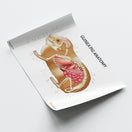 Switch Guinea Pig Anatomy Chart / Poster 3 image