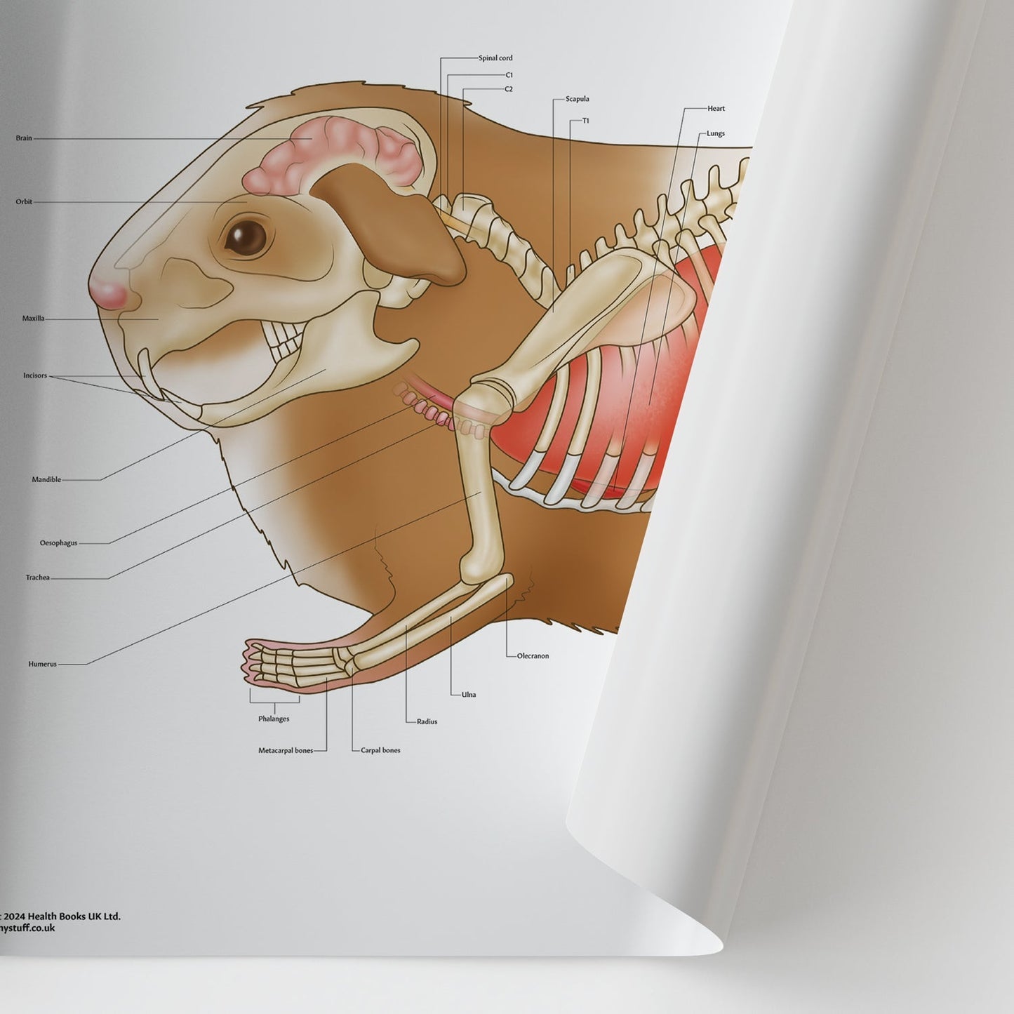 Guinea Pig Anatomy Chart / Poster - Part of Collection