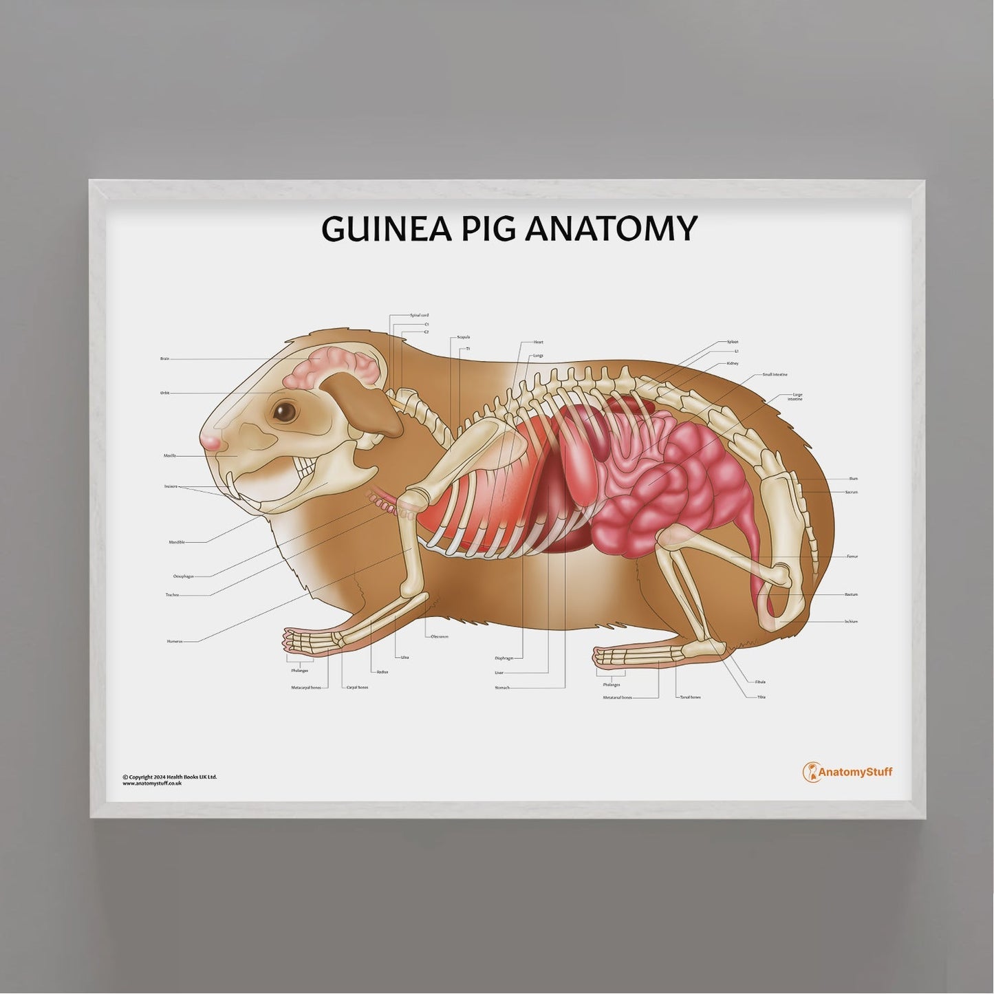 Guinea Pig Anatomy Chart / Poster - Part of Collection