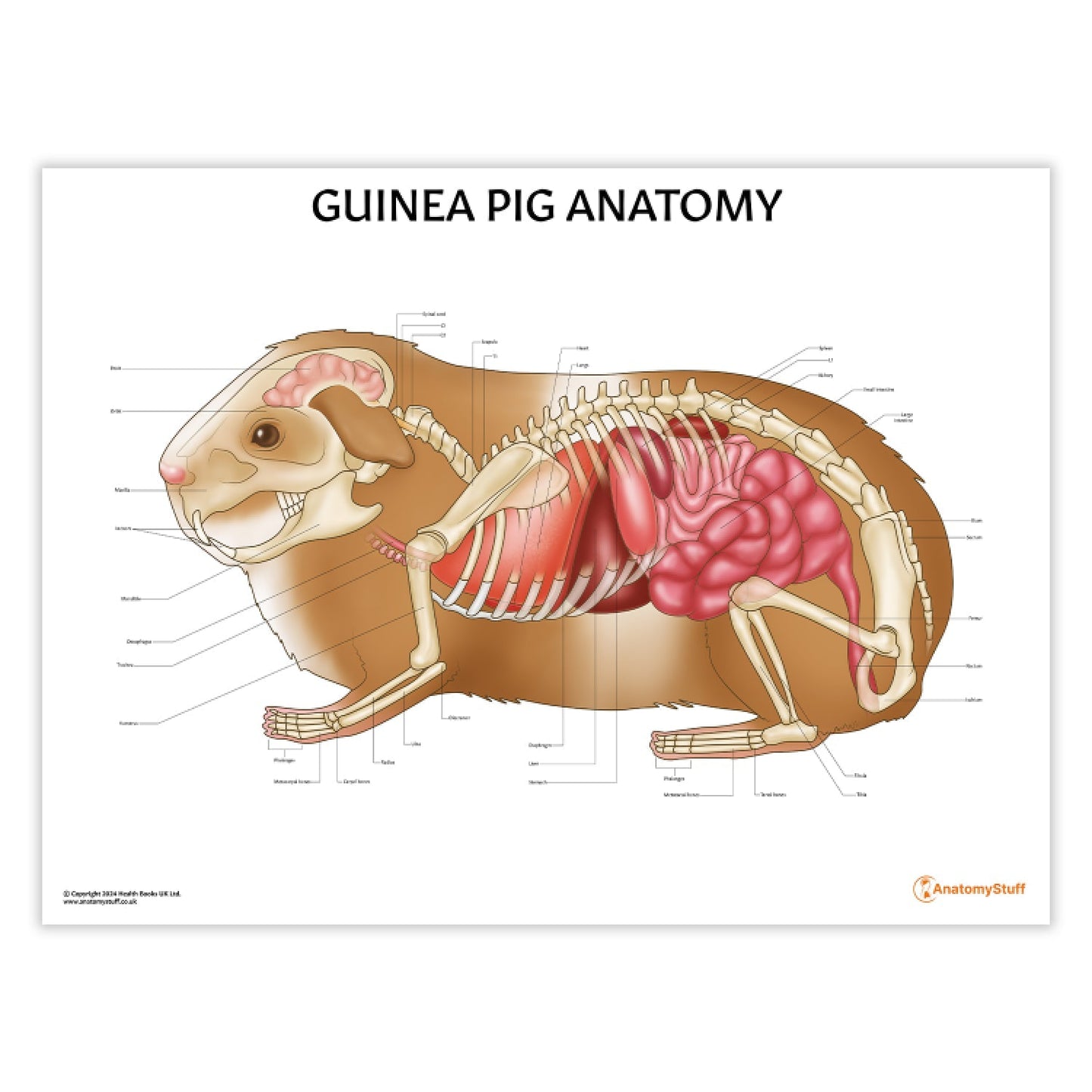 Guinea Pig Anatomy Chart / Poster - Part of Collection