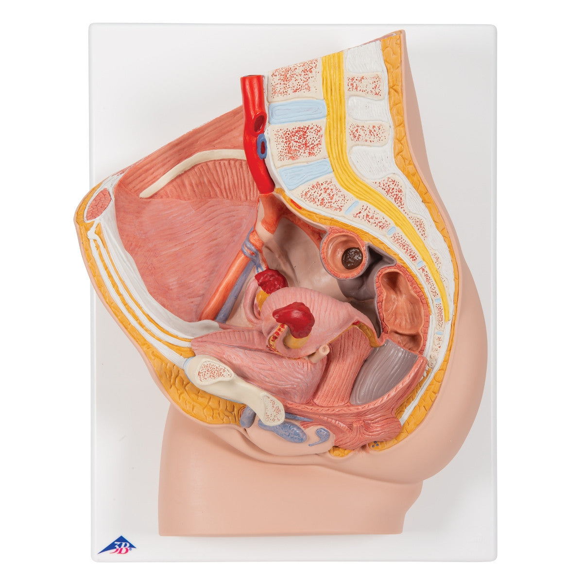 Female Pelvis with Bladder Anatomical Model (2 part)