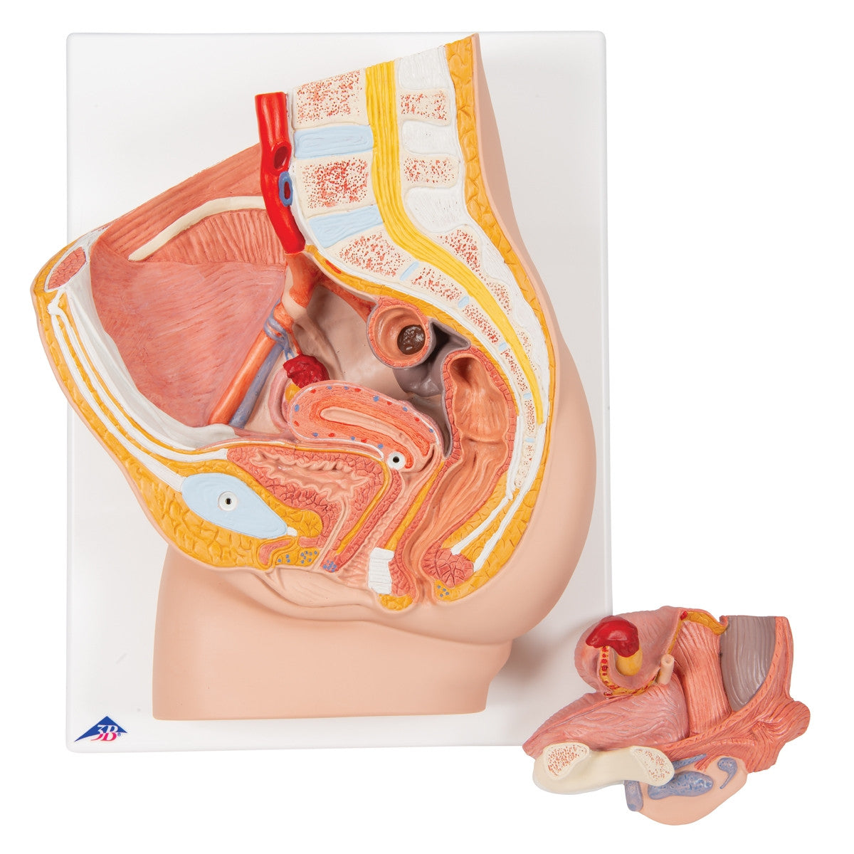 Female Pelvis with Bladder Anatomical Model (2 part)