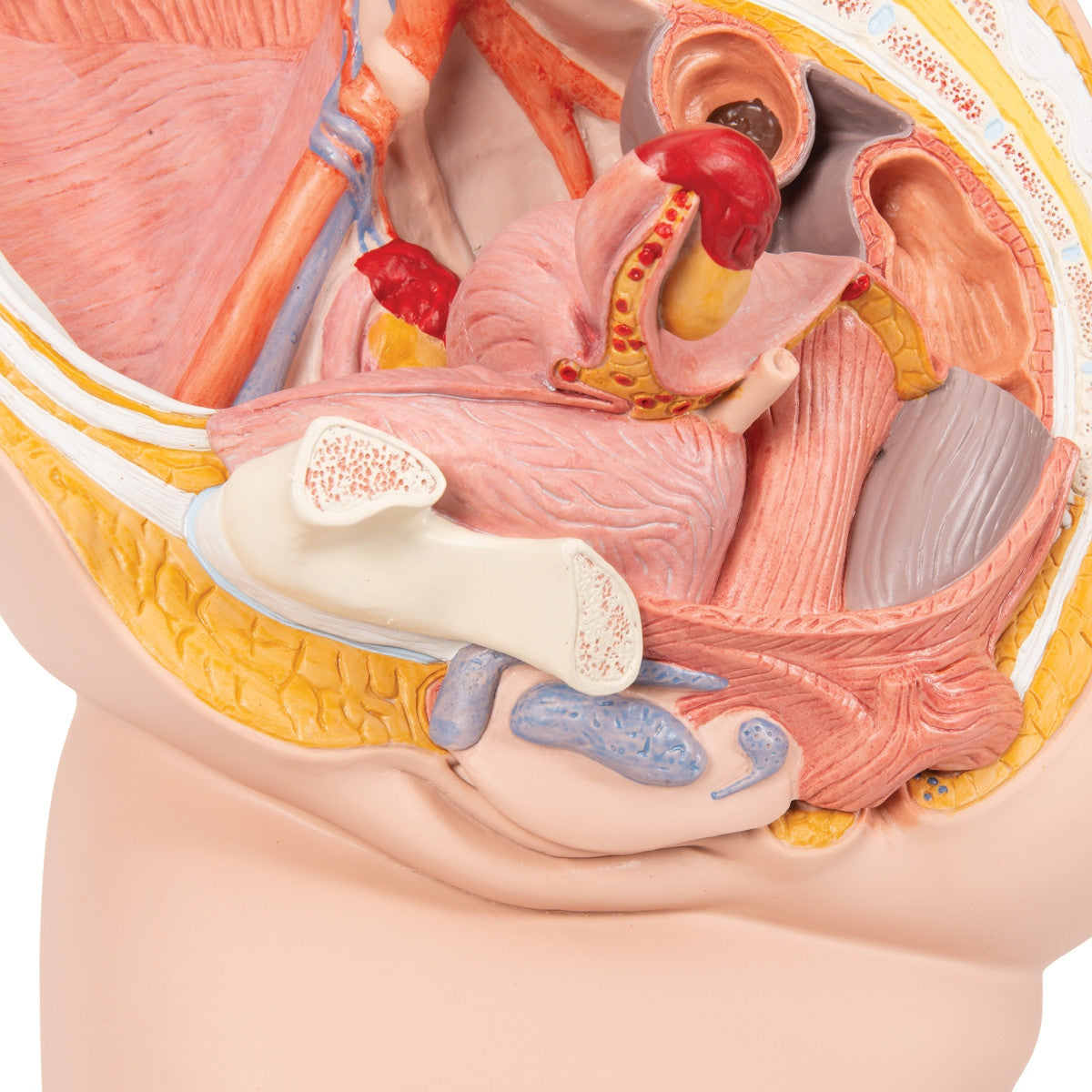 Female Pelvis with Bladder Anatomical Model (2 part)