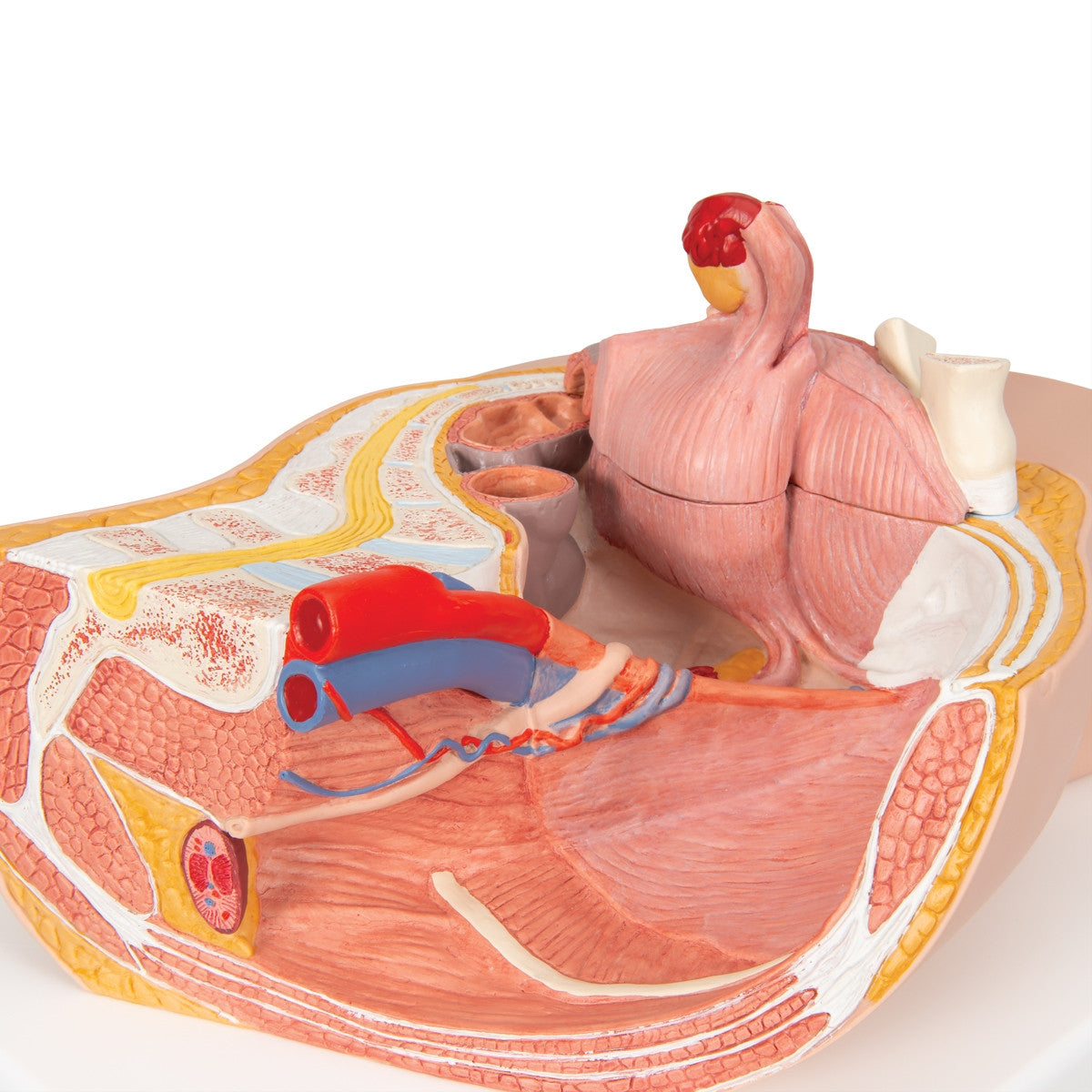 Female Pelvis with Bladder Anatomical Model (2 part)