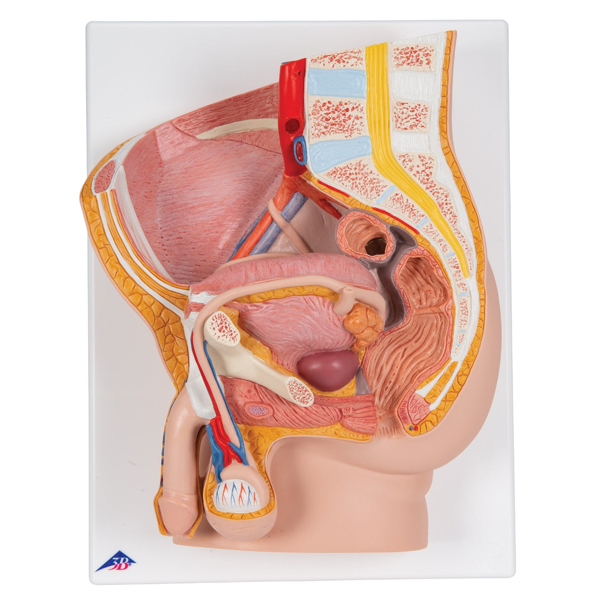 Male Pelvis with Bladder Anatomical Model (2 part)