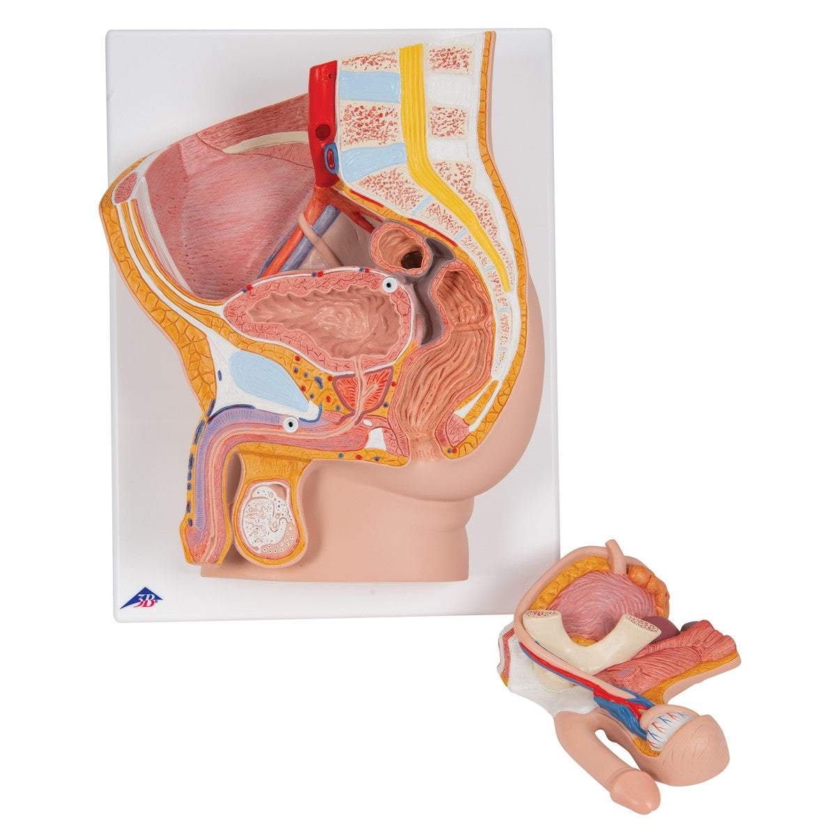 Male Pelvis with Bladder Anatomical Model (2 part)