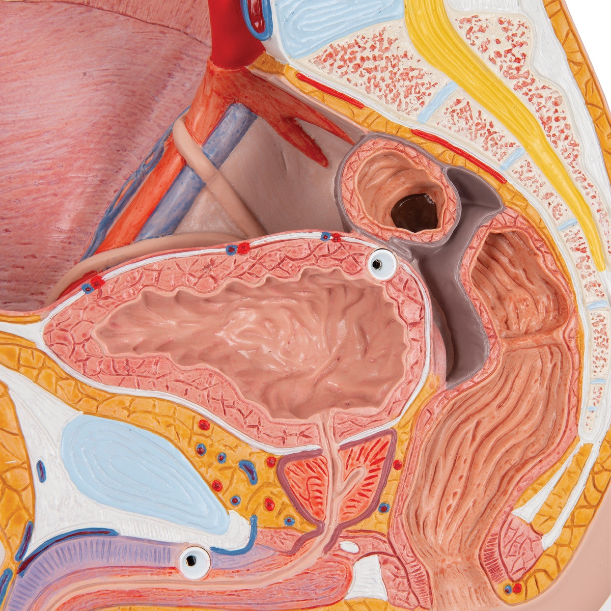 Male Pelvis with Bladder Anatomical Model (2 part)