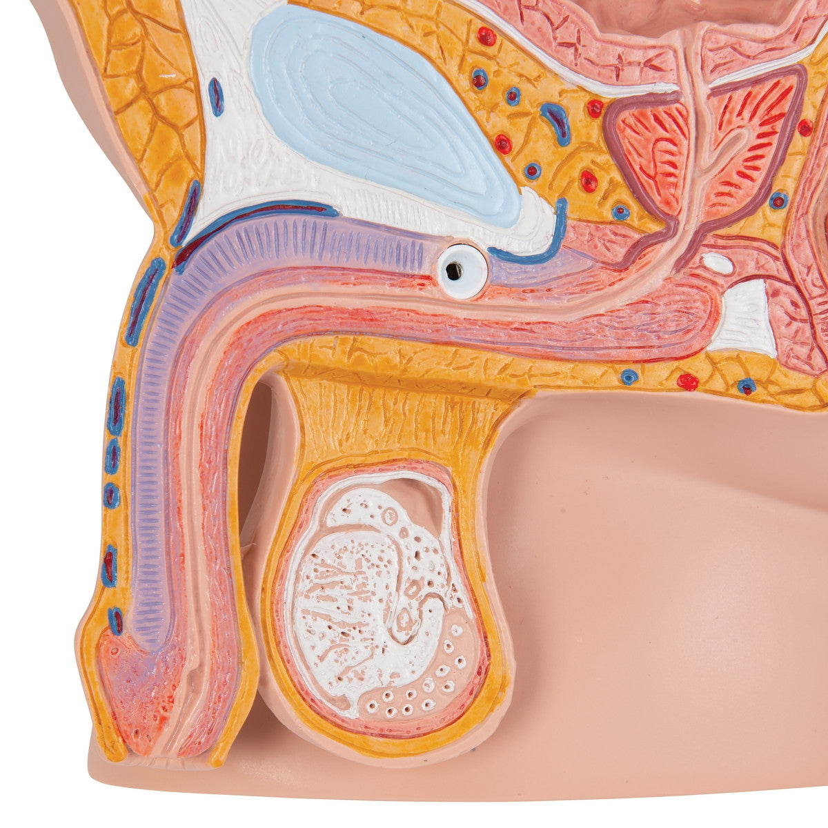 Male Pelvis with Bladder Anatomical Model (2 part)