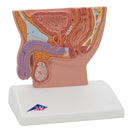 Switch Half-size pelvis model showing the structures of the male genital organs in cross section. 2 image