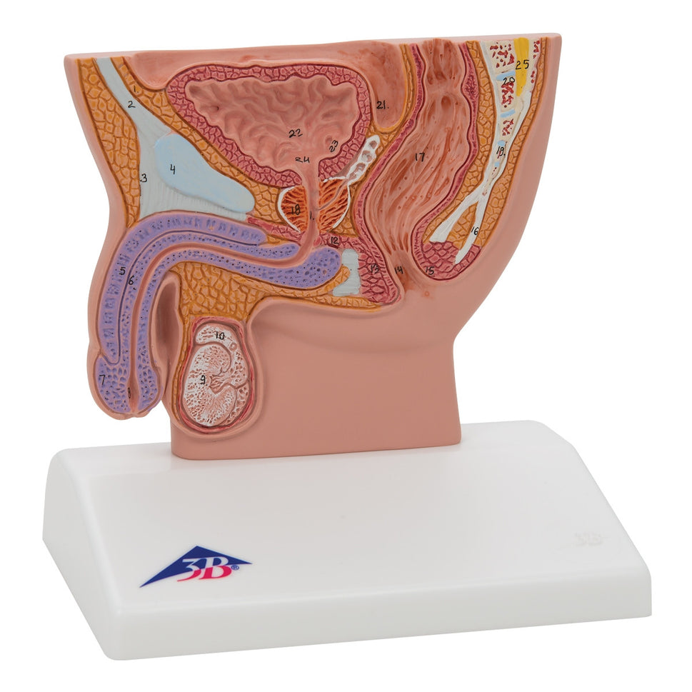 Male Pelvis Section Model (1/2 life size)