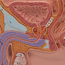 Switch The structures of the male genital organs in cross section, including the bladder, penis and testes. 3 image