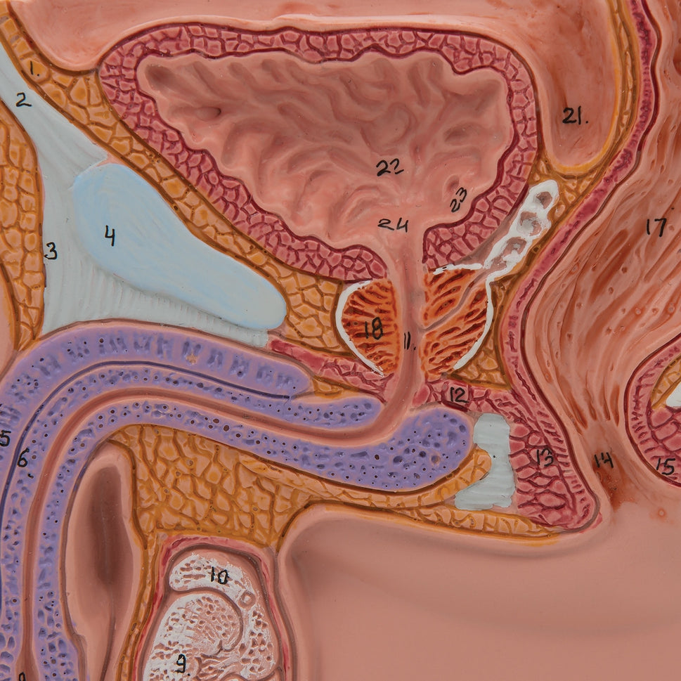 Male Pelvis Section Model (1/2 life size)