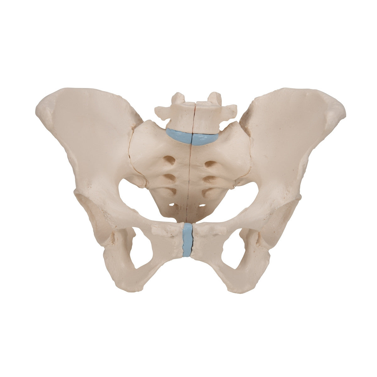 Female Pelvis Model (3 part)