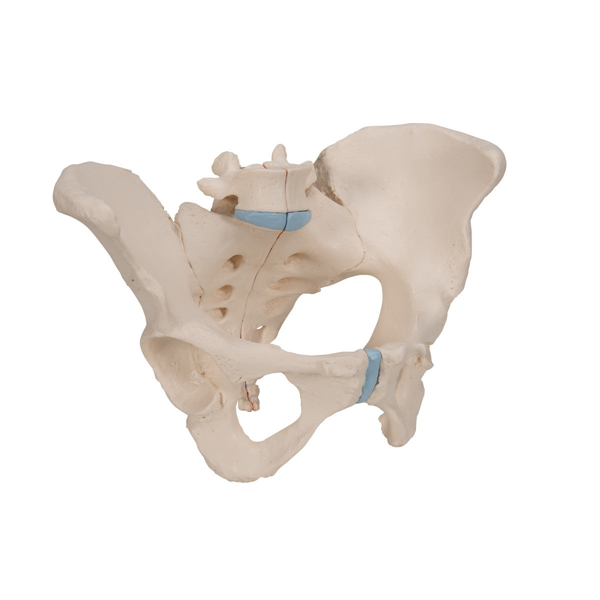 Female Pelvis Model (3 part)