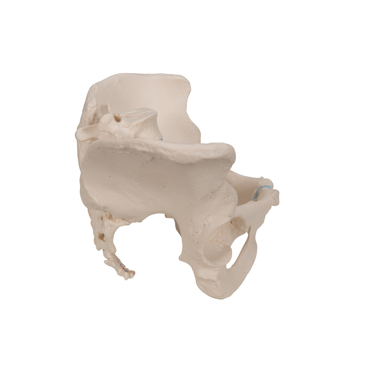 Female Pelvis Model (3 part)