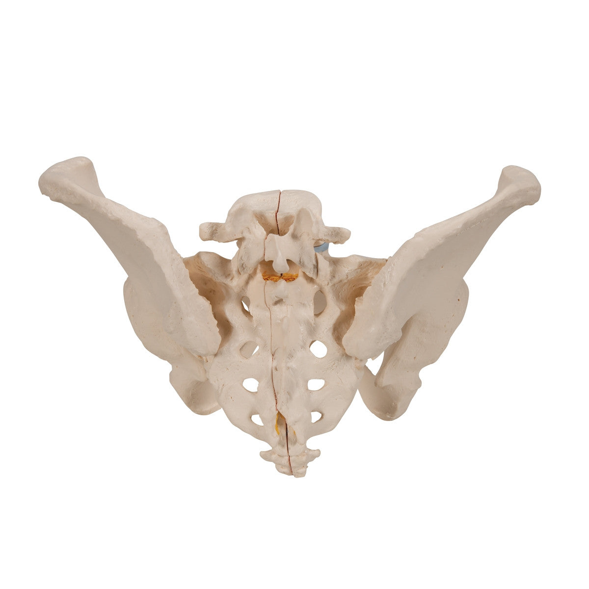 Female Pelvis Model (3 part)