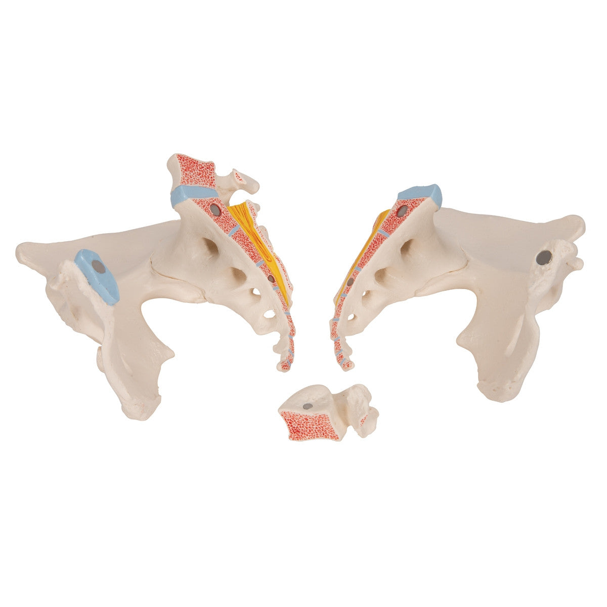 Female Pelvis Model (3 part)