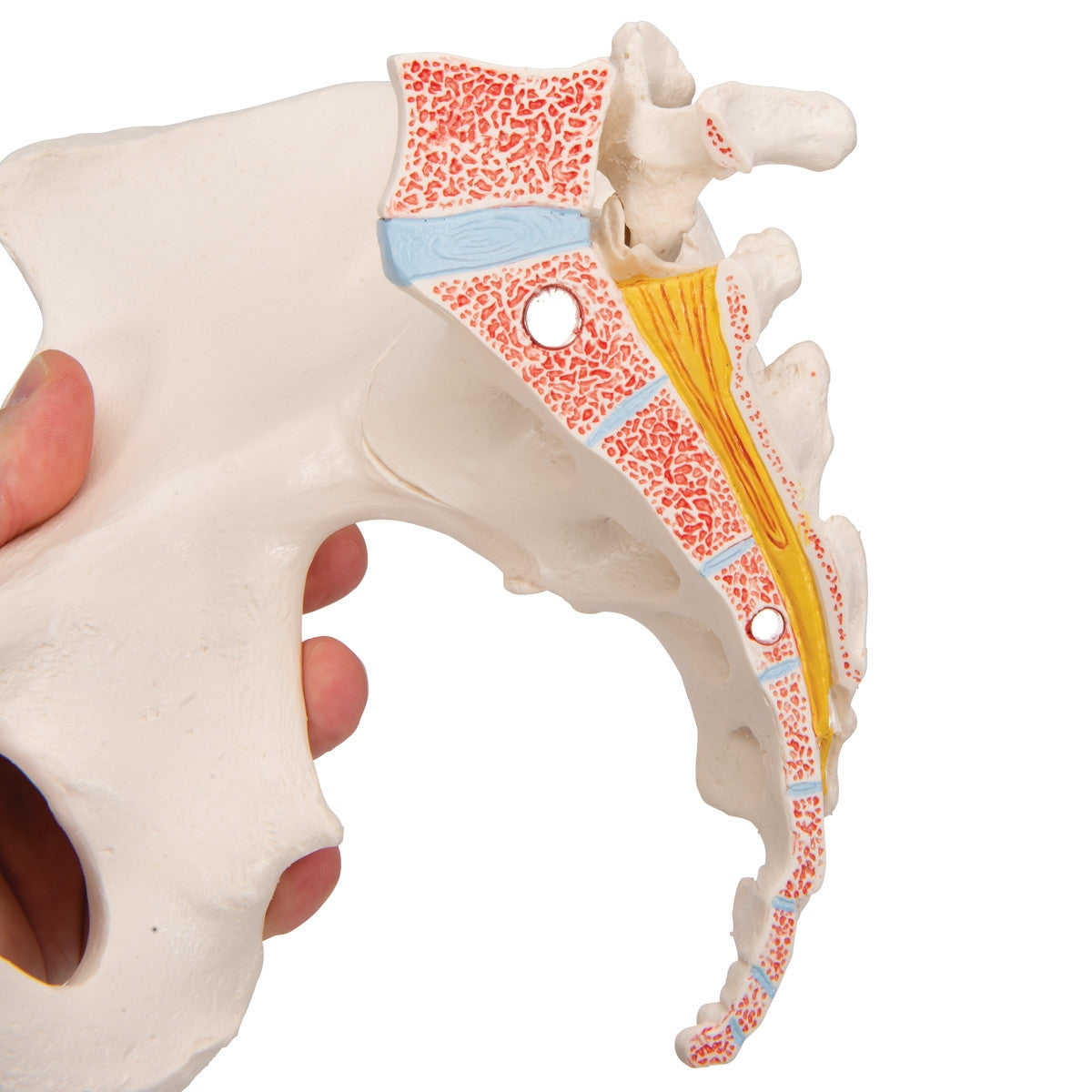 Female Pelvis Model (3 part)
