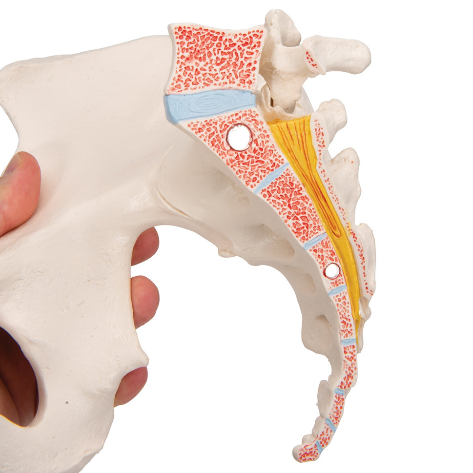Female Pelvis Model (3 part)