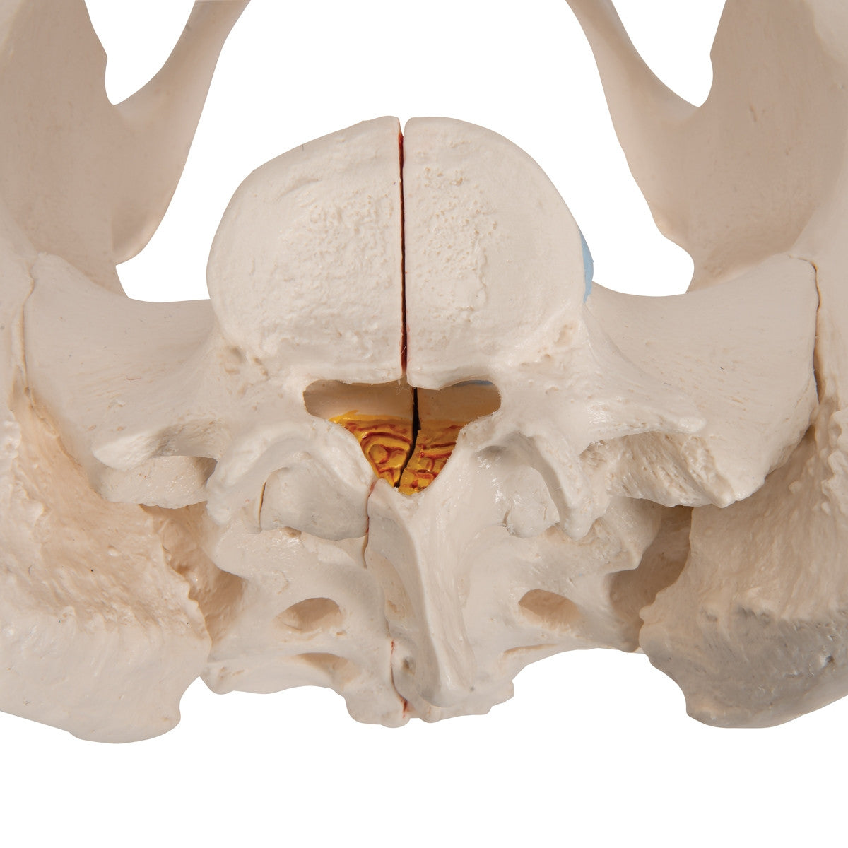 Female Pelvis Model (3 part)