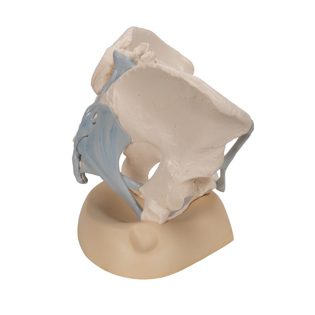 Female Pelvis Model with Ligaments (3 part)