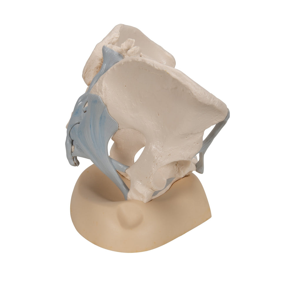 Female Pelvis Model with Ligaments (3 part)