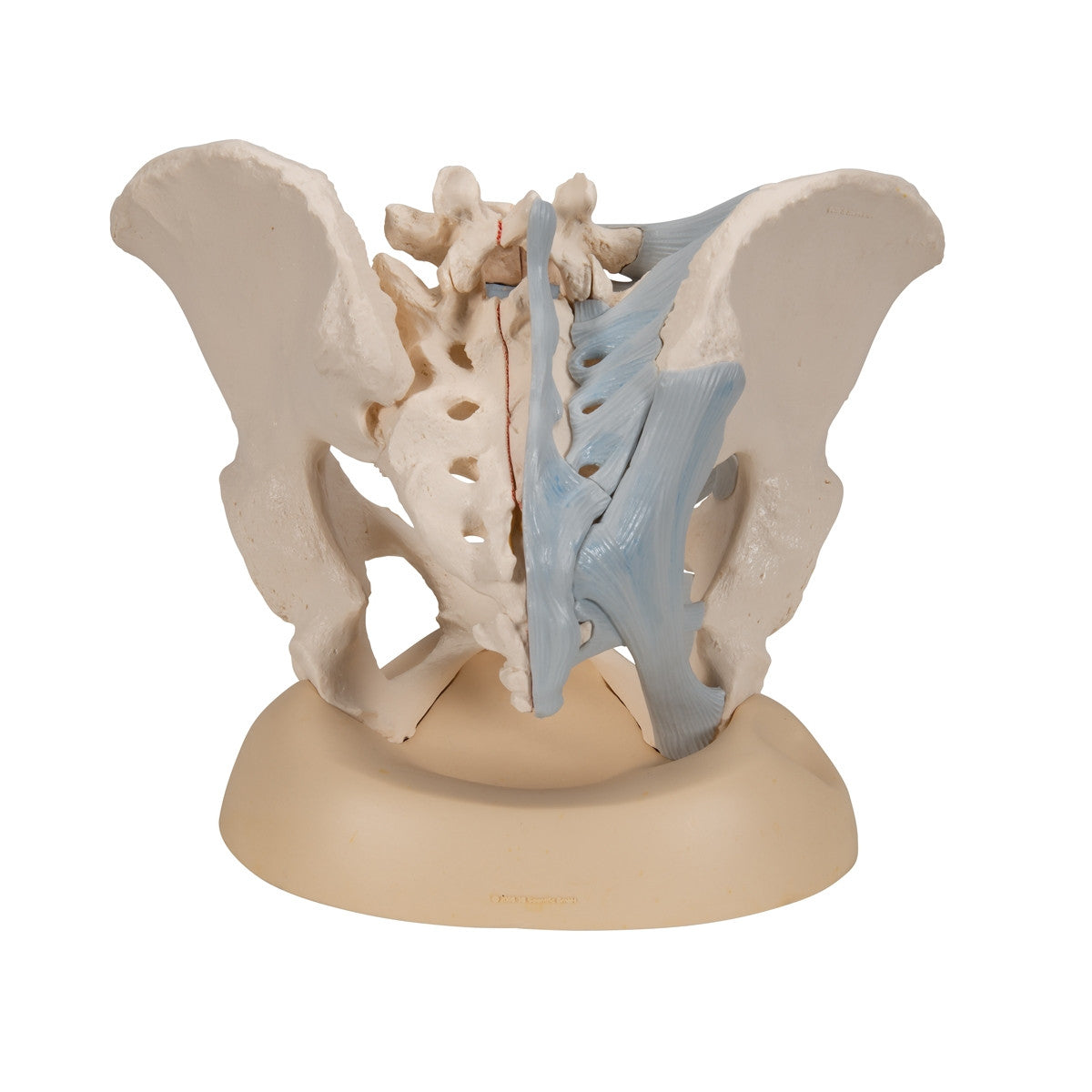 Female Pelvis Model with Ligaments (3 part)