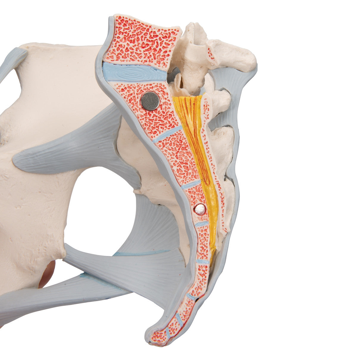 Female Pelvis Model with Ligaments (3 part)