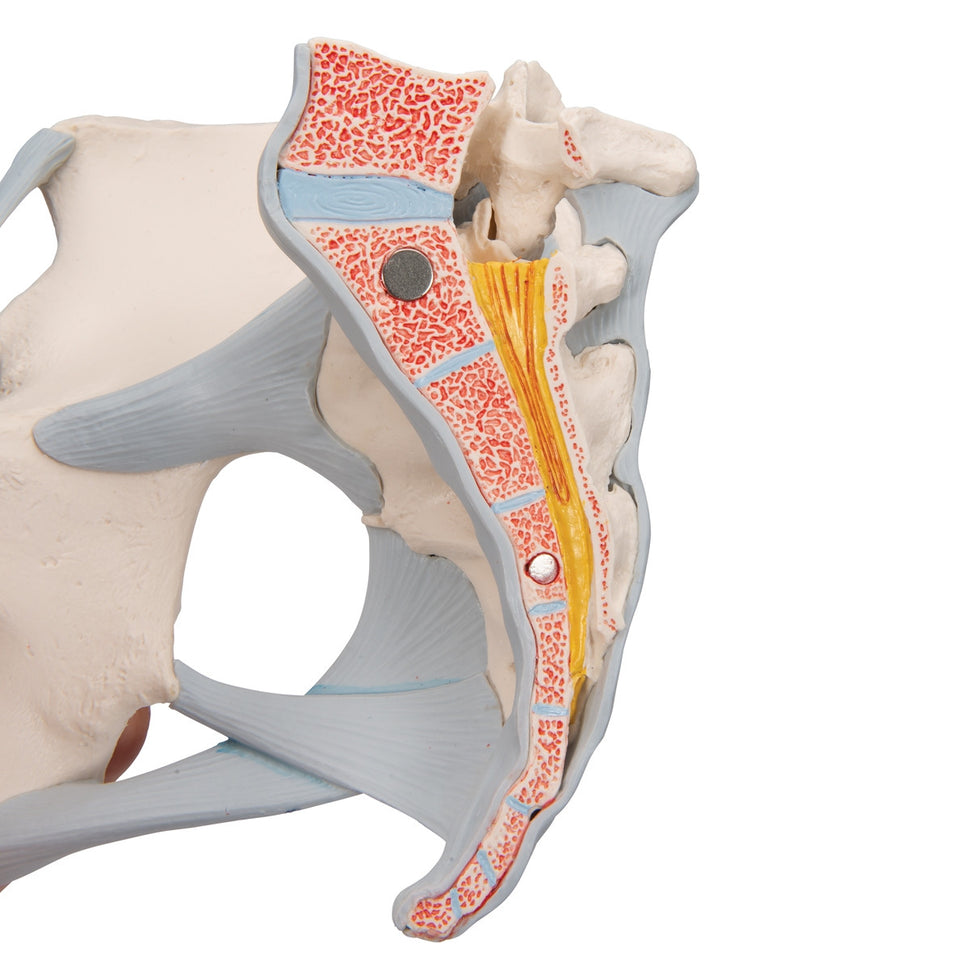 Female Pelvis Model with Ligaments (3 part)