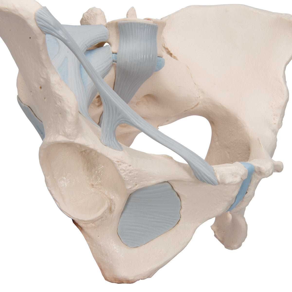 Female Pelvis Model with Ligaments (3 part)