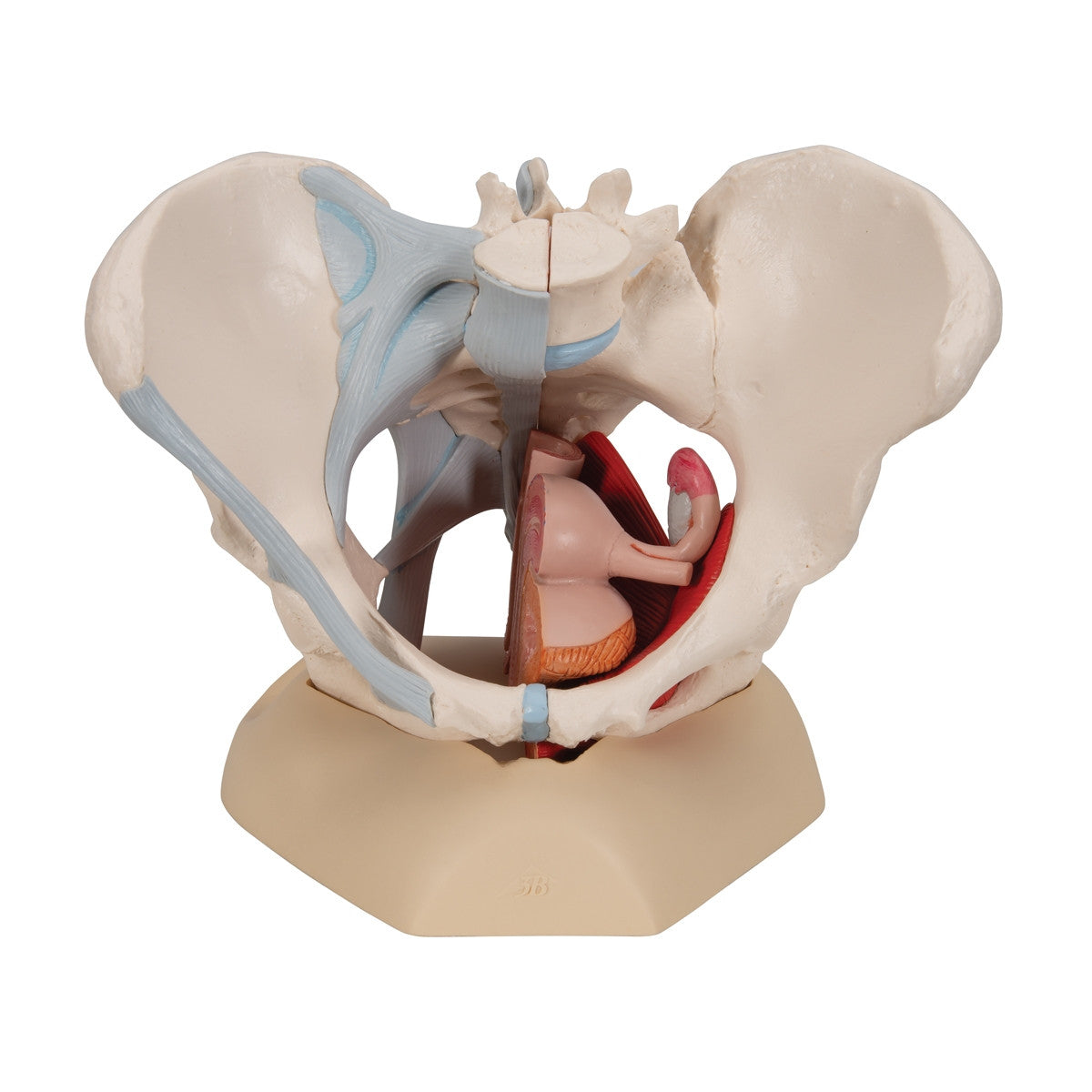 Female Pelvis Model with Ligaments, Muscles and Organs