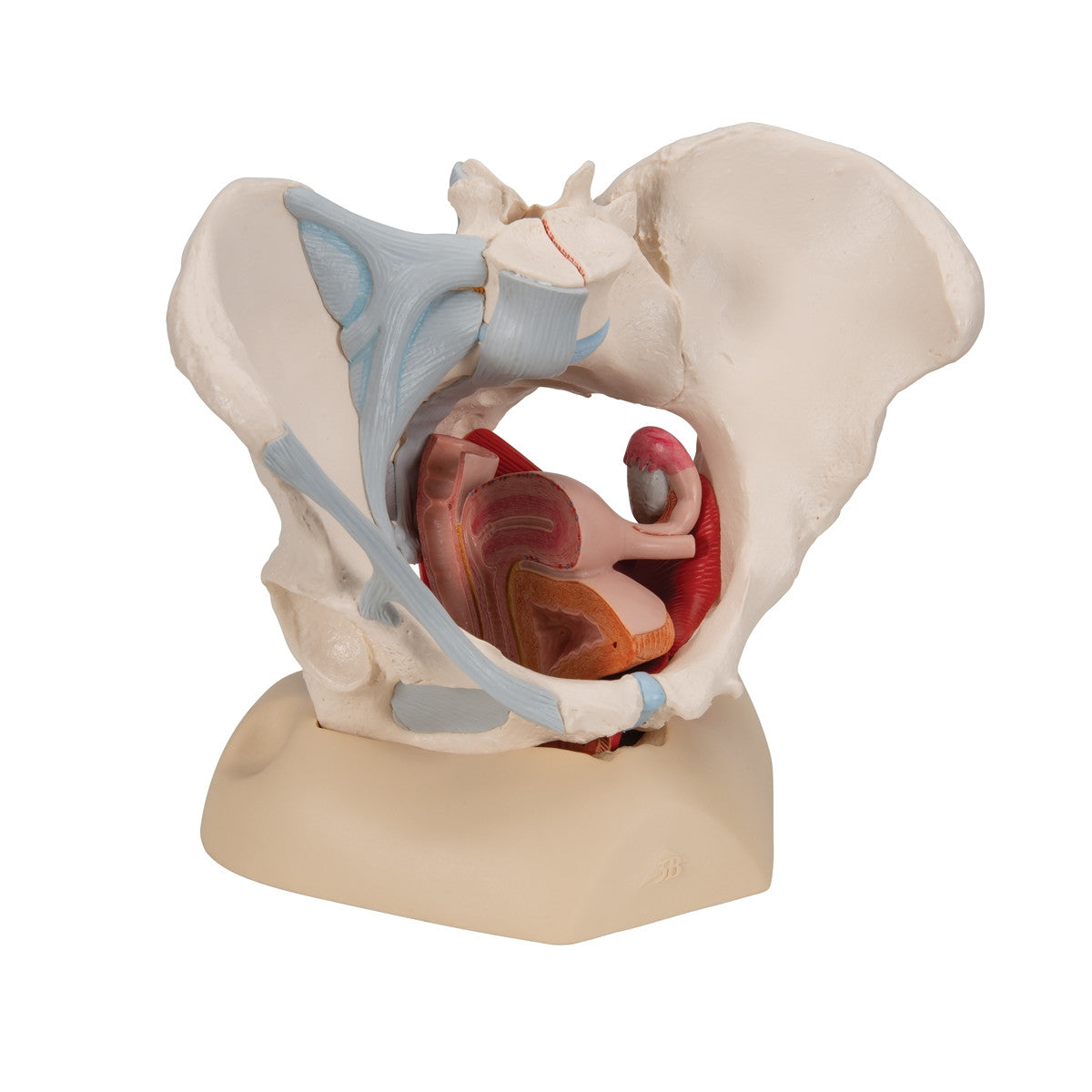 Female Pelvis Model with Ligaments, Muscles and Organs