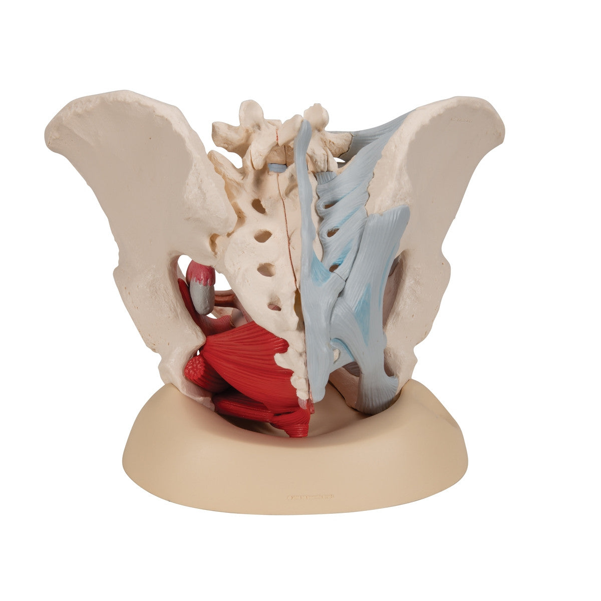 Female Pelvis Model with Ligaments, Muscles and Organs