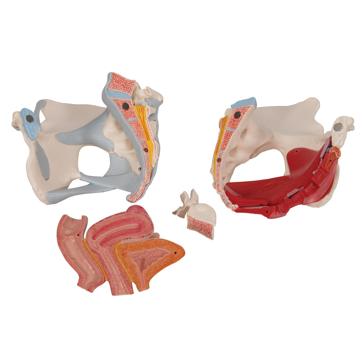 Female Pelvis Model with Ligaments, Muscles and Organs
