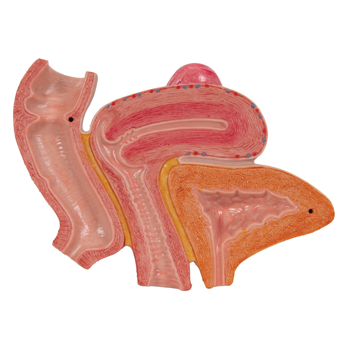 Female Pelvis Model with Ligaments, Muscles and Organs