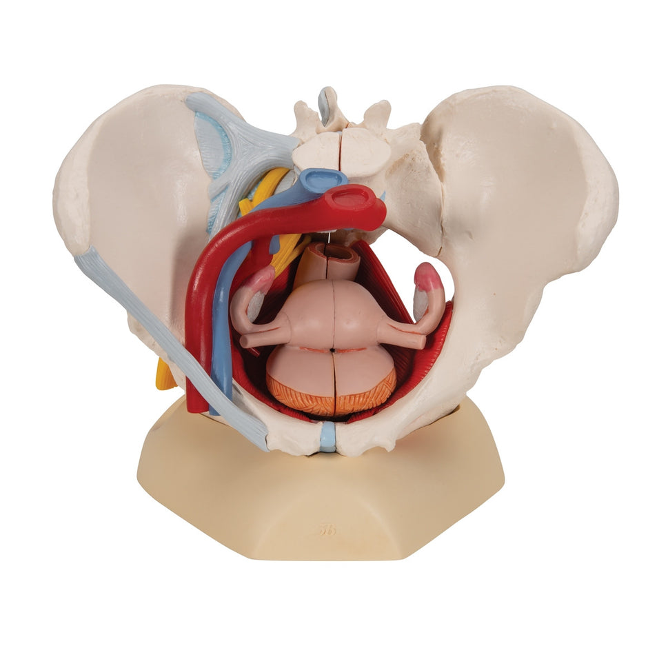 Female Pelvis Model with Ligaments,  Vessels, Nerves and Organs