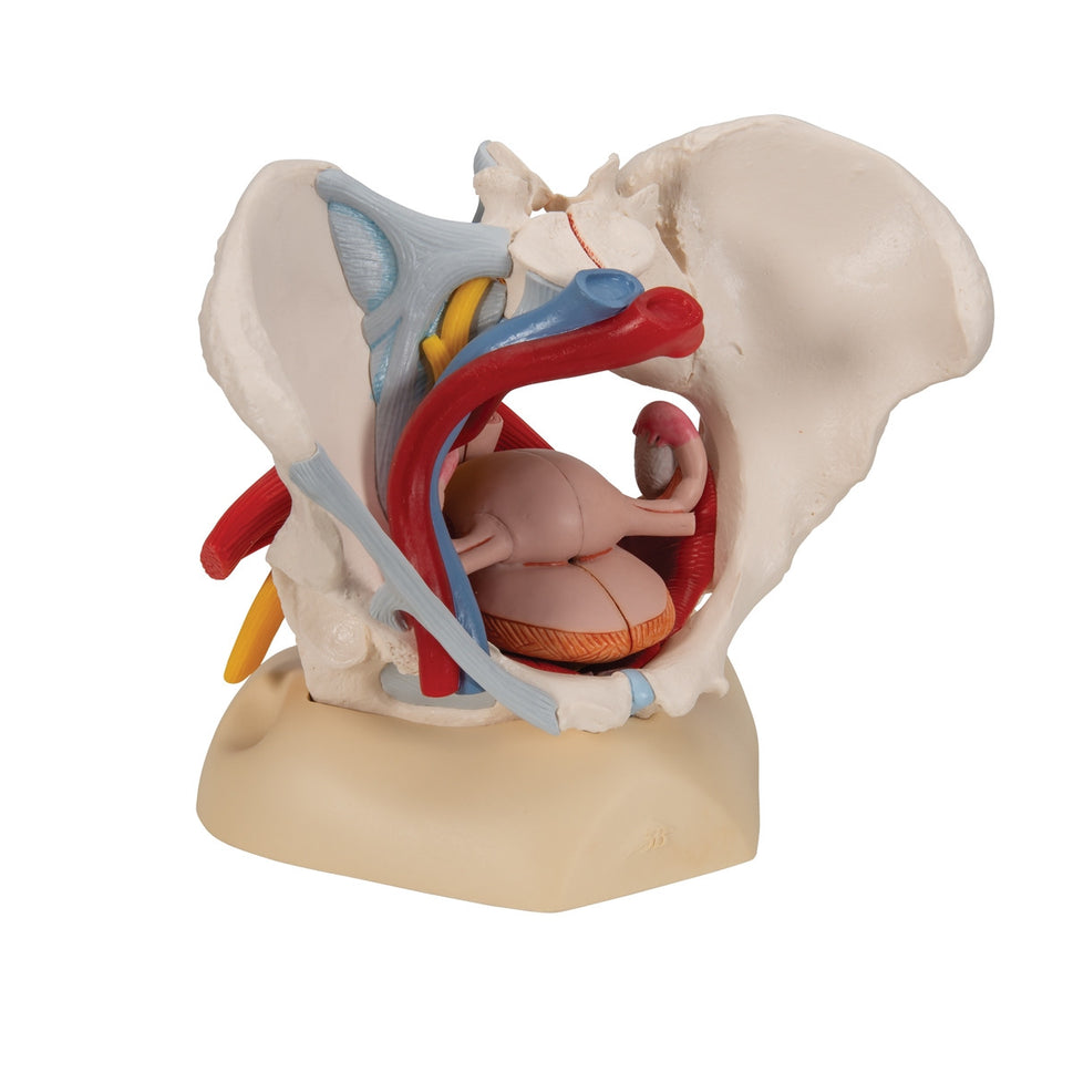 Female Pelvis Model with Ligaments,  Vessels, Nerves and Organs