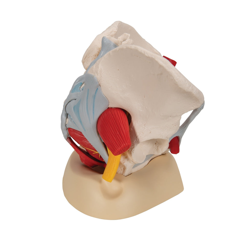 Female Pelvis Model with Ligaments,  Vessels, Nerves and Organs