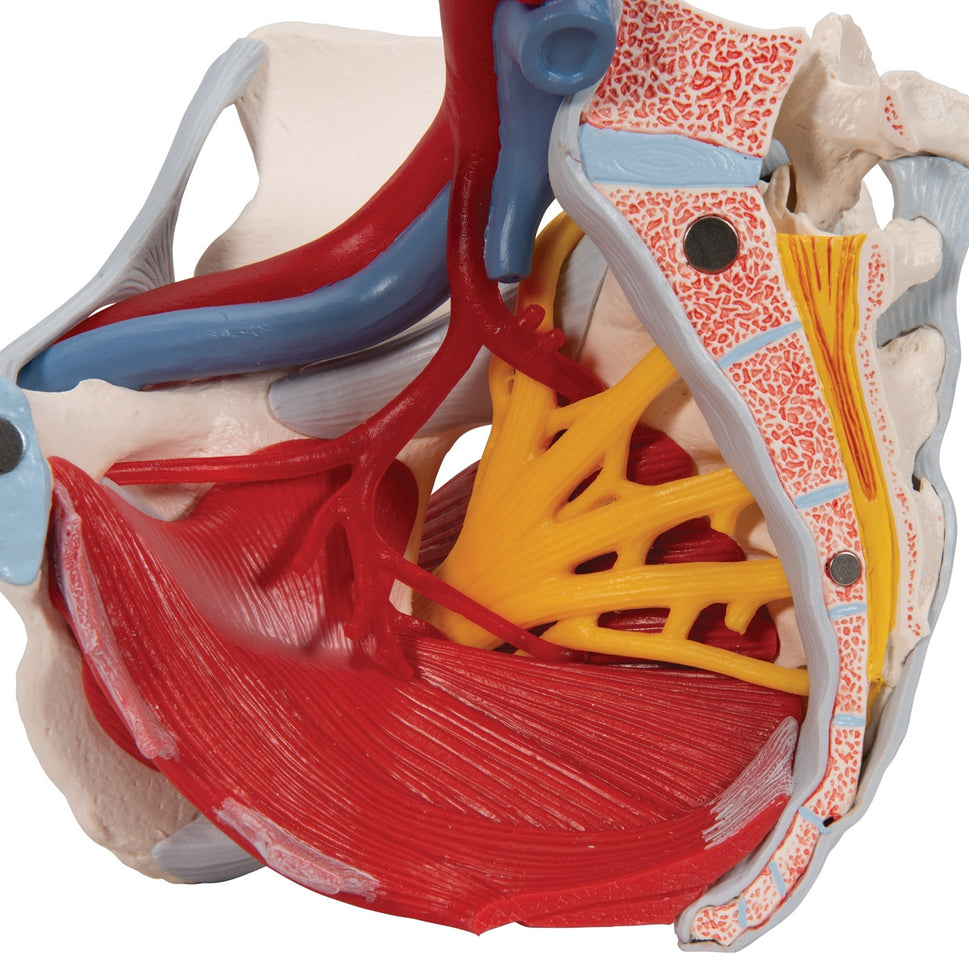 Female Pelvis Model with Ligaments,  Vessels, Nerves and Organs