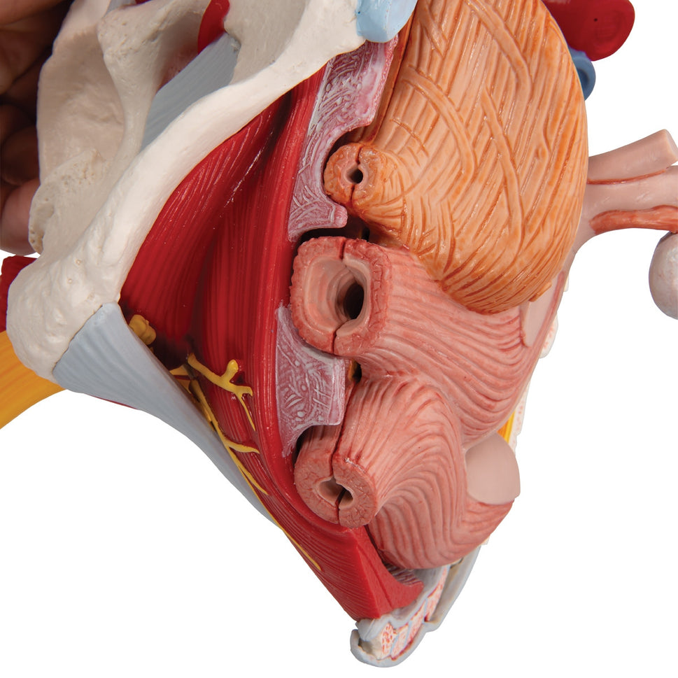 Female Pelvis Model with Ligaments,  Vessels, Nerves and Organs