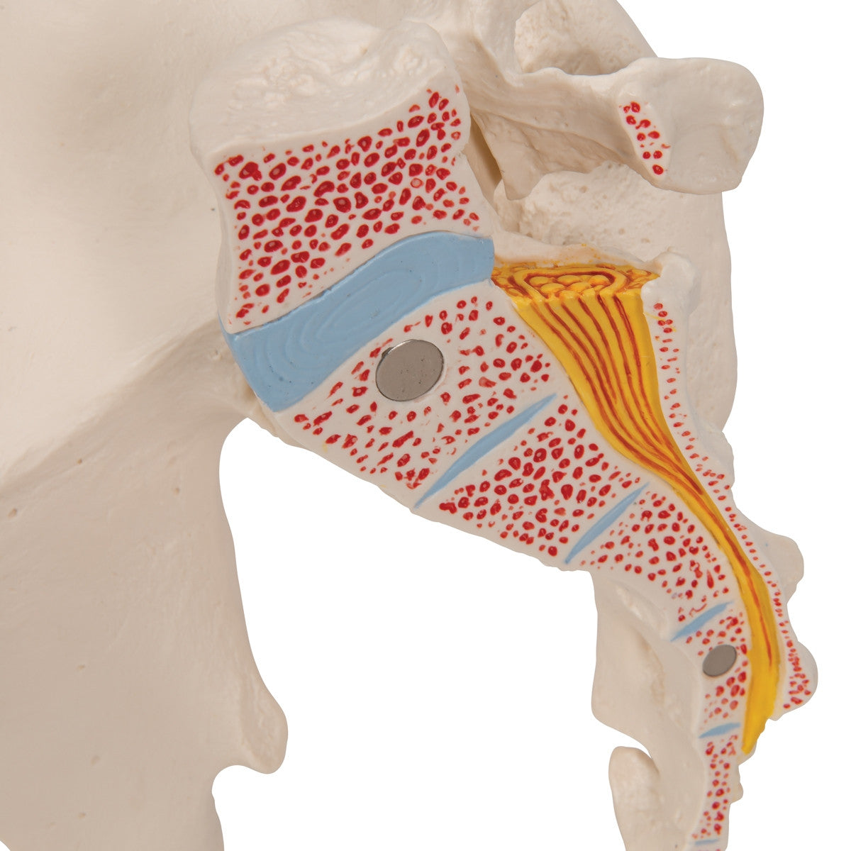 Male Pelvis Model (3 part)