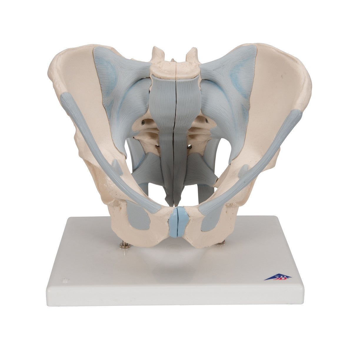 Male Pelvis Model with Ligaments (2 part)