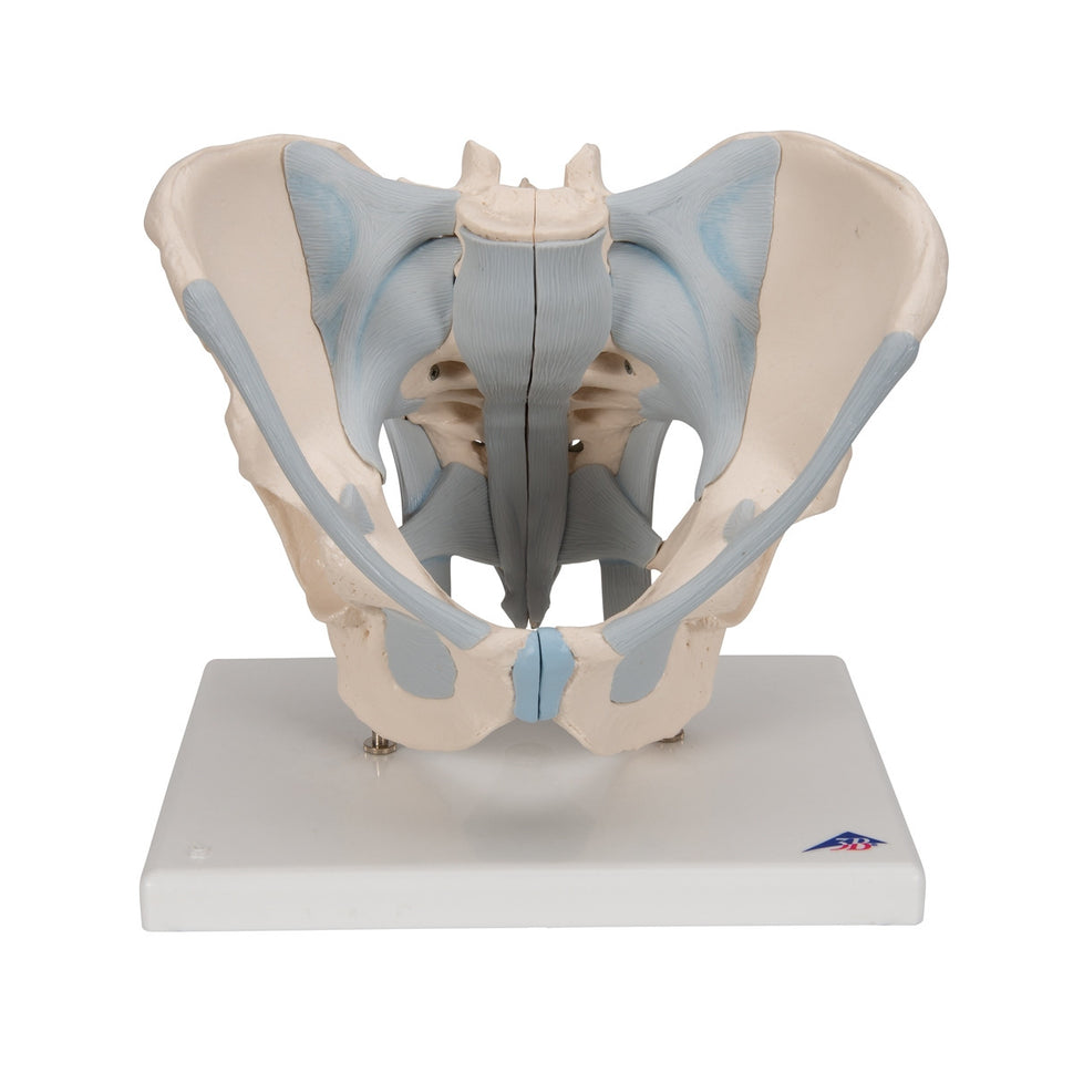 Male Pelvis Model with Ligaments (2 part)